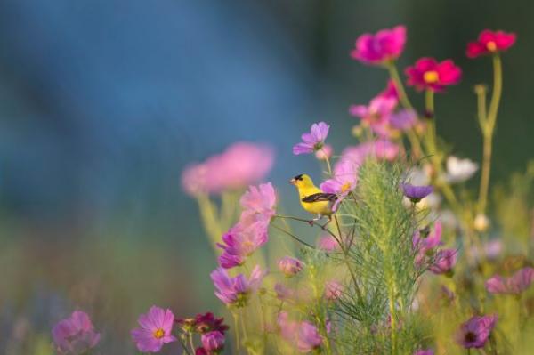 Yellow bird in focus among a field of pink flowers
