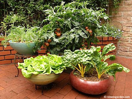 Image for event: Planting and Maintaining a Kitchen Container Garden